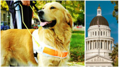 New-California-Law-on-Emotional-Support-Animals-and-Impact-of-Animal-Welfare-Laws-on-the-Practice-of-Law_FedBar