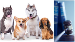 Dog Law 101_Custody and housing disputes, neglect, bites, veterinary malpractice and more_FedBar