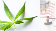 State and Regional Responses to Uncertainty in U.S. Federal Cannabis Law_FedBar