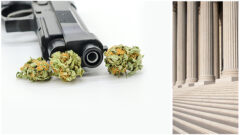Cannabis and Firearms_How federal law strips cannabis users of Constitutional Rights_FedBar