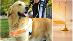 Service and Emotional Support Animals Updates on Animal Accommodation Laws (2024 Edition)_FedBar