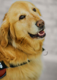 product_img_Service and Emotional Support Animals