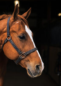 Equine Law Essentials: Liability, Business Protection, and Growth Strategies (2026 Edition) - On-Demand Video